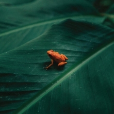 Ingredient - Ingredient