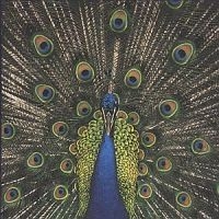 Bluetones - Expecting To Fly ryhmässä CD @ Bengans Skivbutik AB (554304)