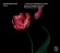 Various Composers - Venetian Oboe Concertos Various Composers - Venetian Oboe Concertos