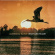 Rosse Richard - Learning To Fly Rosse Richard - Learning To Fly
