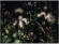 Drecker Anneli - Rocks & Straws Drecker Anneli - Rocks & Straws