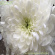 Boof - Hydrangeas Whisper Boof - Hydrangeas Whisper