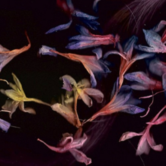 Collier David - Smacht