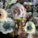 Alpines - Full Bloom Alpines - Full Bloom