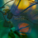 Adrian Rudy - Woodlands Adrian Rudy - Woodlands