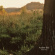 Andrew Bird - Noble Beast Andrew Bird - Noble Beast
