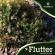 V/A - Flutter V/A - Flutter