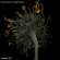 Moon Coven - Slumber Wood Moon Coven - Slumber Wood
