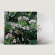 Locke Jess - Don't Ask Yourself Why (Clear Vinyl Locke Jess - Don't Ask Yourself Why (Clear Vinyl