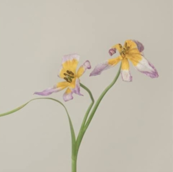 Bakker Anne / Rene Aquariu - Hallucine