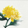 Various Artists - Spring Now Various Artists - Spring Now