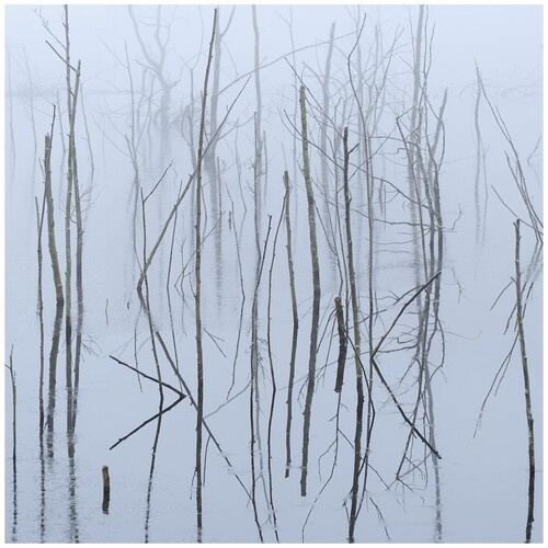 OLHAVA - FROZEN BLOOM