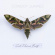 Cowboy Junkies - Such Ferocious Beauty (Tan Transluc Cowboy Junkies - Such Ferocious Beauty (Tan Transluc