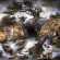 Fabricant - Drudge To The Thicket Fabricant - Drudge To The Thicket