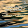 Augusta Read Thomas - Terpsichore's Box Of Dreams Augusta Read Thomas - Terpsichore's Box Of Dreams