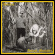 Selofan - Animal Metality Selofan - Animal Metality