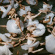 Jigitz - 50 Ballerinas Jigitz - 50 Ballerinas