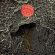 Spirit Mother - Trails Spirit Mother - Trails