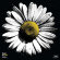 Heart Of Gold:The Songs Of Neil You - Into The Black (Vol. 3) Heart Of Gold:The Songs Of Neil You - Into The Black (Vol. 3)