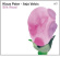 Klaus Paier & Asja Valcic - Silk Road Klaus Paier & Asja Valcic - Silk Road