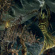 Marduk - Opus Nocturne Marduk - Opus Nocturne