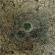 Ape Machine - Mangled By The Machine Ape Machine - Mangled By The Machine